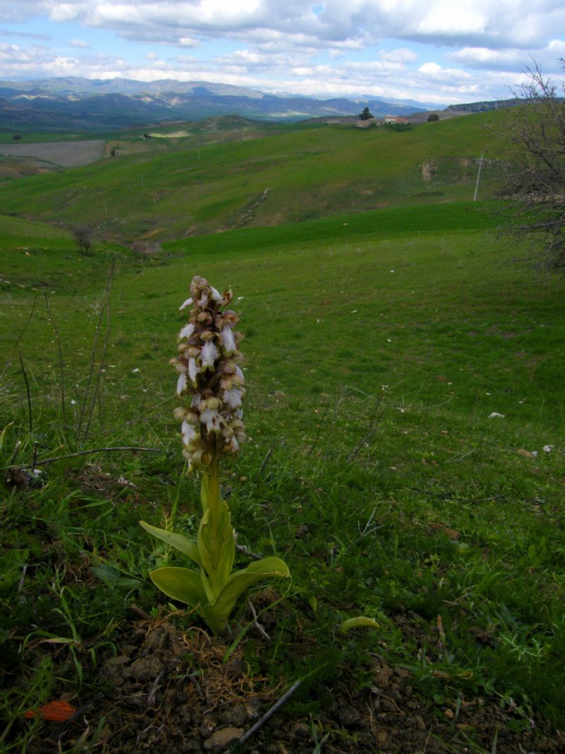 Himantoglossum robertianum (apocromatico)